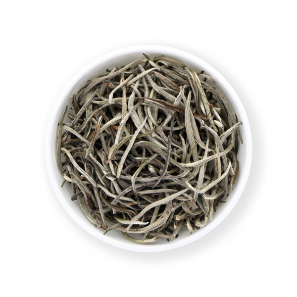 Assam Gingia - Silver Sprout